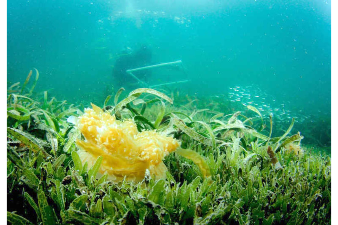 Invasive seagrass, native  jellyfish battling for space