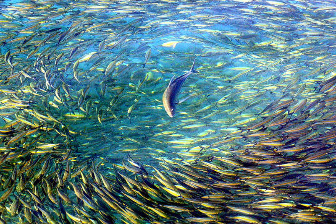 Nations secure UN global high seas biodiversity pact