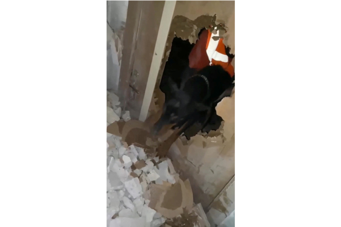 A dog, three newborn pups, rescued from Turkey rubble