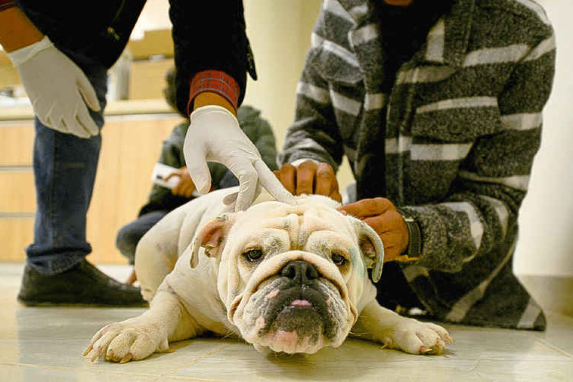 French bulldog claims title of top US purebred