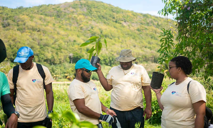    Republic Bank partners with Forestry  Division to plant more than 120 trees