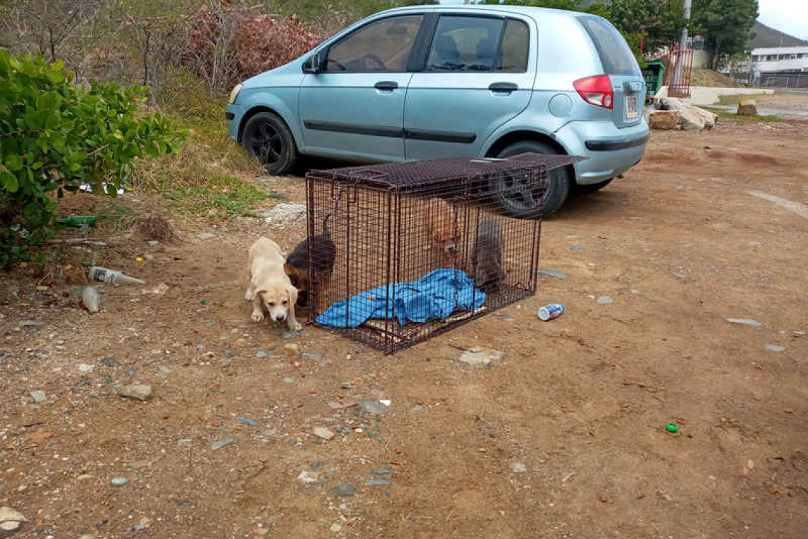 Sailing for the strays