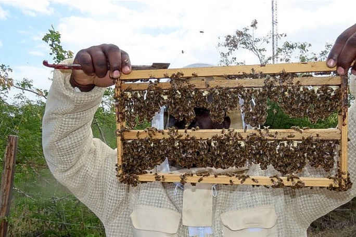       Local beekeepers engaging  in rearing queen bees