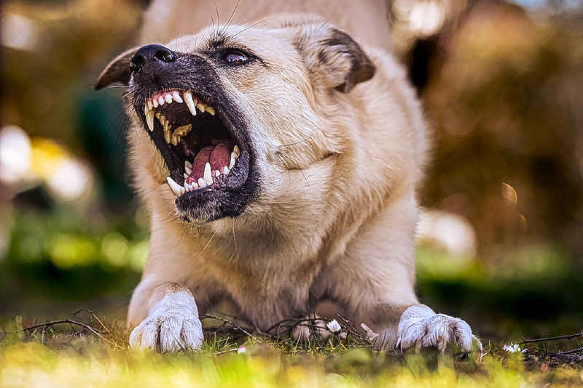 Wake-up call for the island: Dog Bites