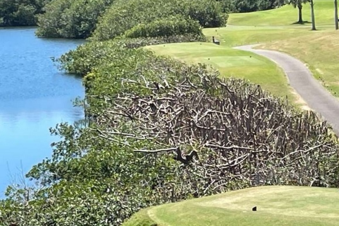       Club seeking urgent talks with  government over mangroves   