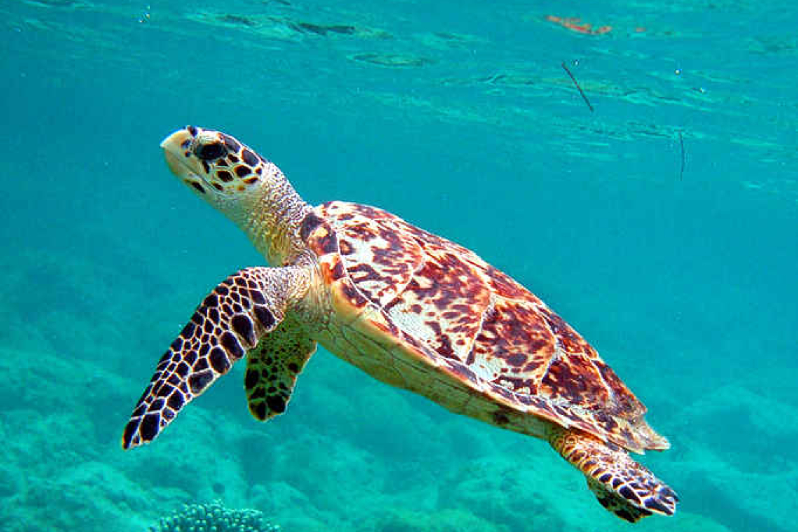       Outrage over killing nesting  sea turtle on Vigie Beach   