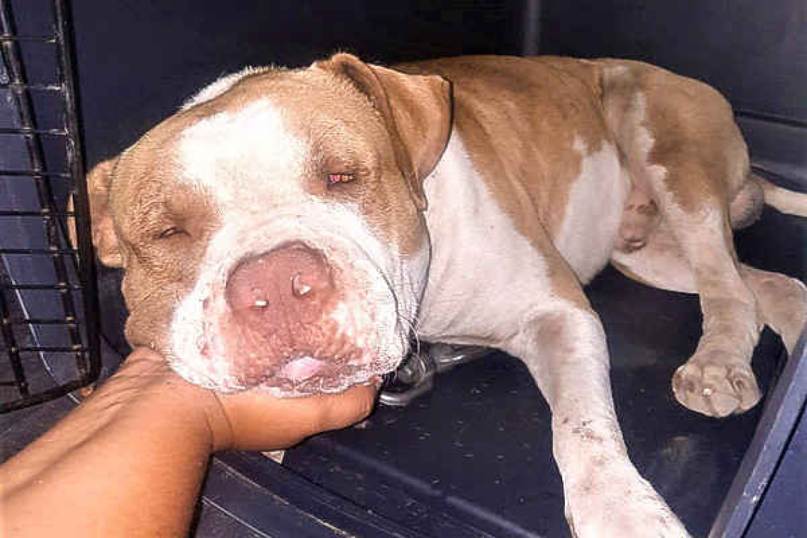       Police capture pit bull following  reports of dog attacking people   