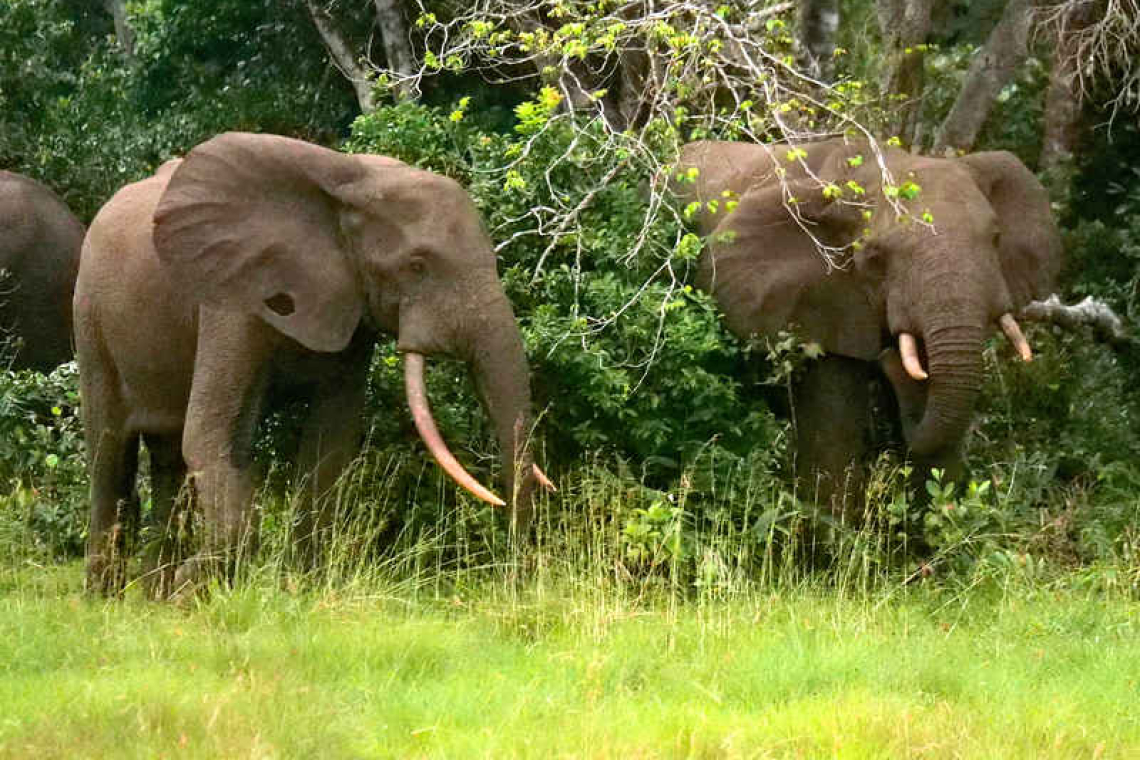 Gabon 'blue bond' swap raises hopes for wave of African debt-for-nature deals 