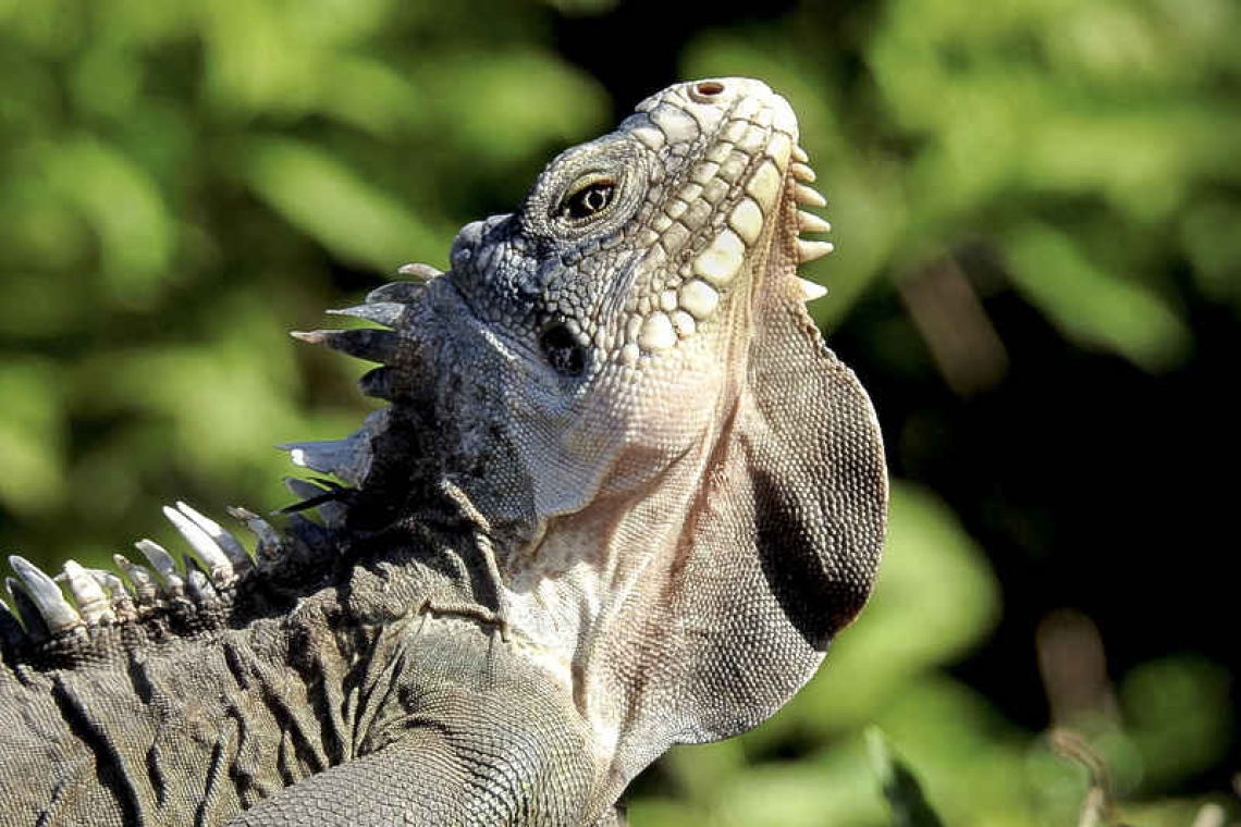 Dutch govt. to propose listing iguana  species to a higher protected status 