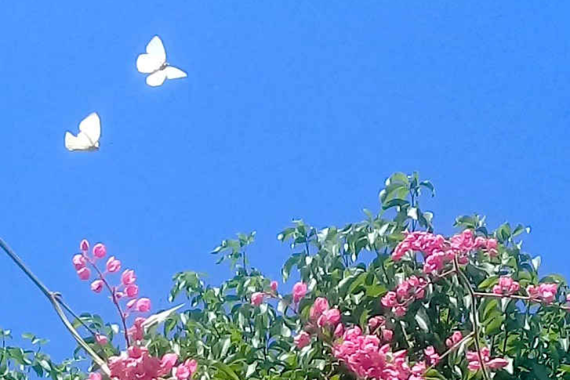 Am I a Pest? In defence of the little white butterfly