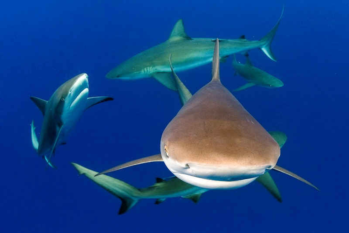 Dutch government to propose higher  protection for Caribbean Reef Shark