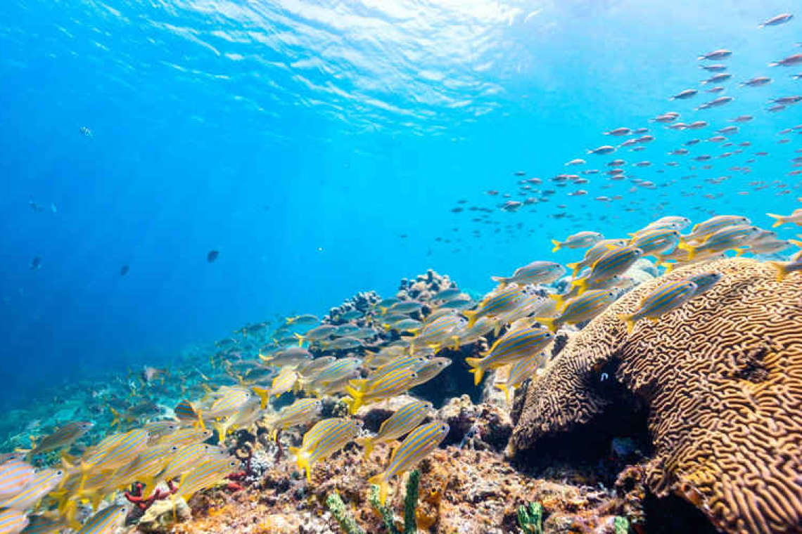 SMMA to foster awareness  of marine life preservation 