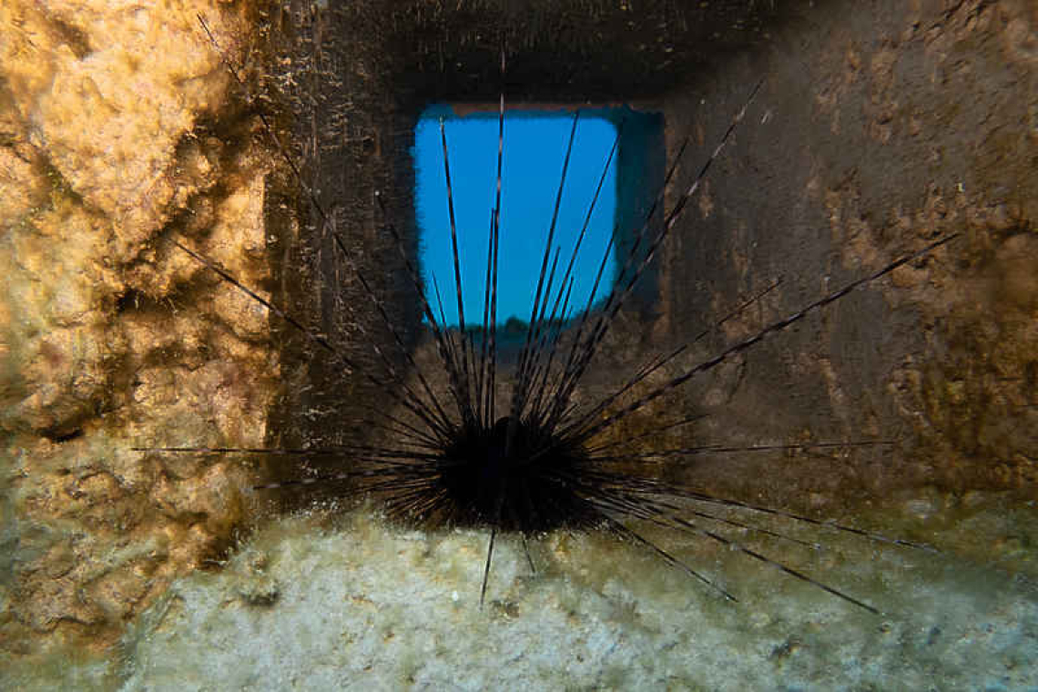 New insights into the restocking challenge of Diadema sea urchins in the Caribbean