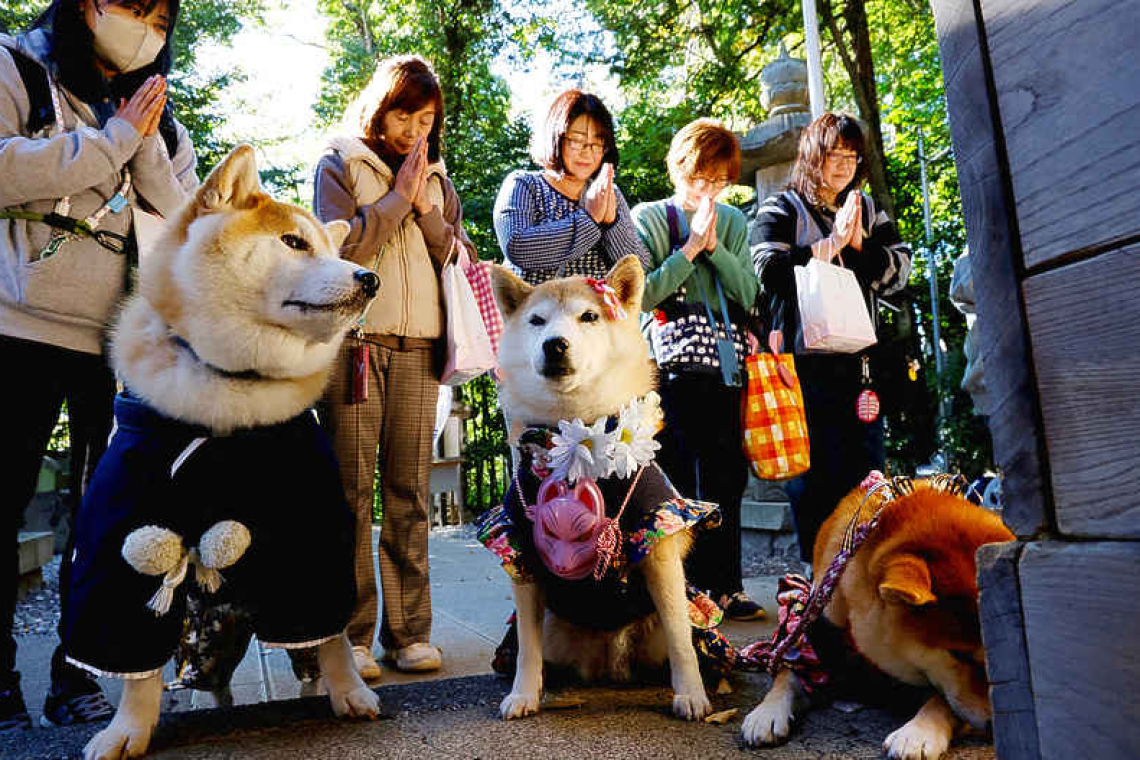 Dogs don kimonos, receive blessings in place of children in aging Japan