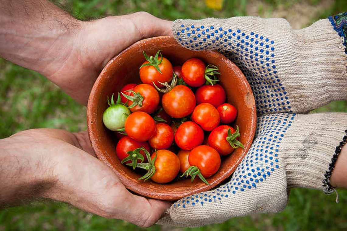 Good things in profusion: Tomatoes 