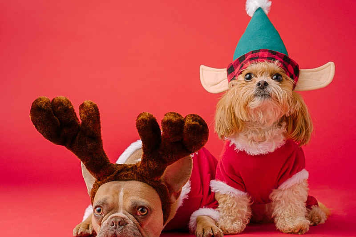 Join the furry festivities @ the X-Mas Dog Parade and Costume Contest