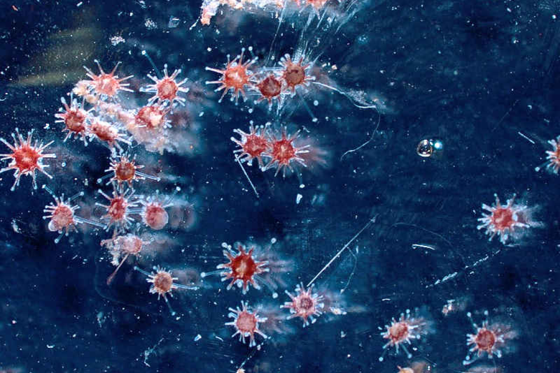 New project utilizes sea urchins to speed-up coral reef recovery