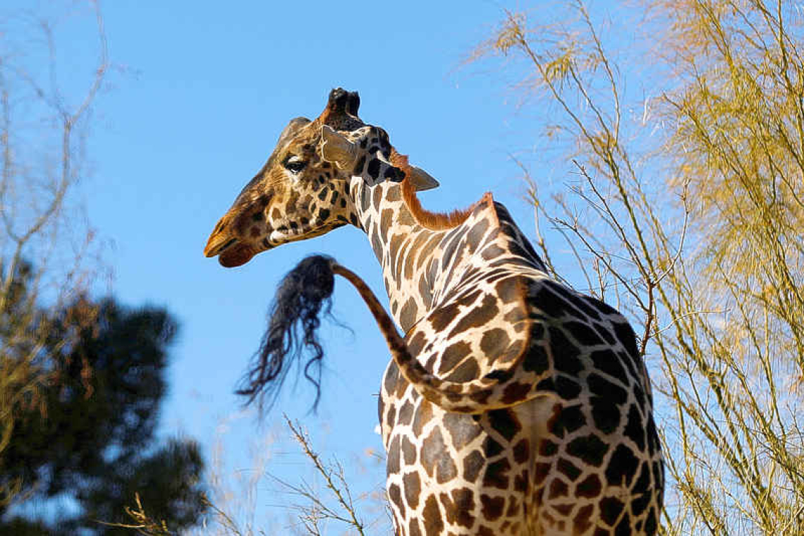 Mexico's Benito the giraffe begins 50-hour journey to new safari home 