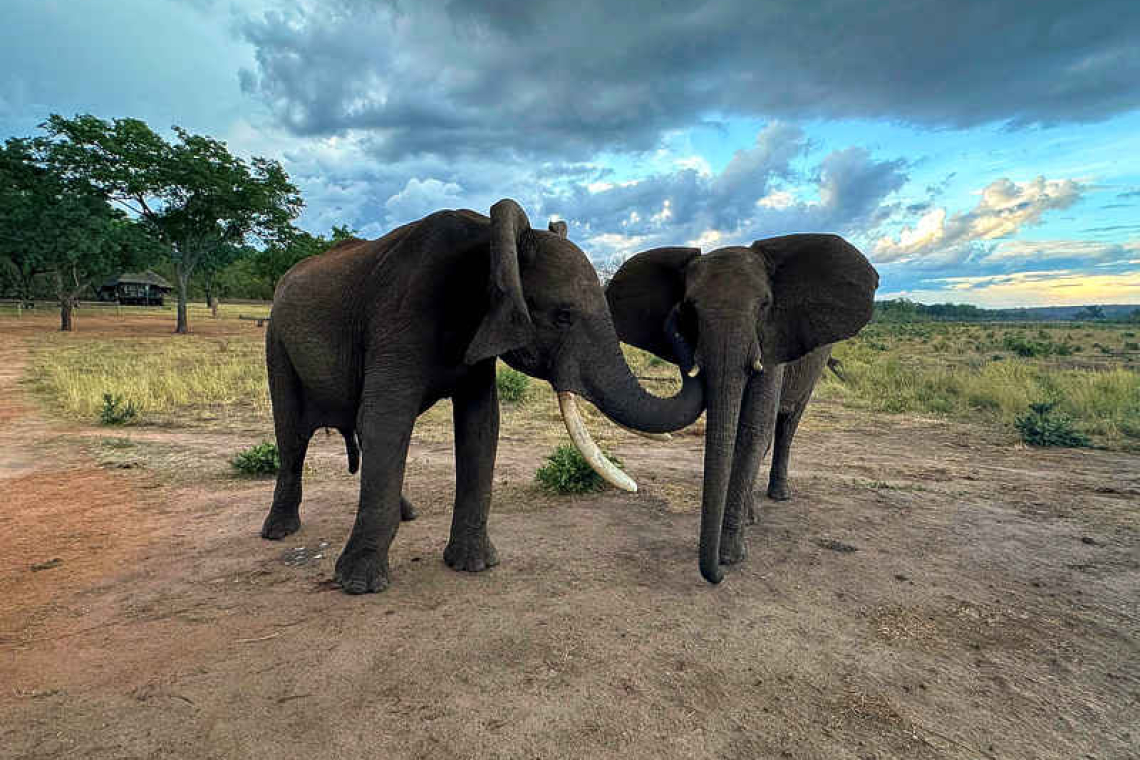 For elephants greetings are a complicated affair