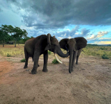 For elephants greetings are a complicated affair