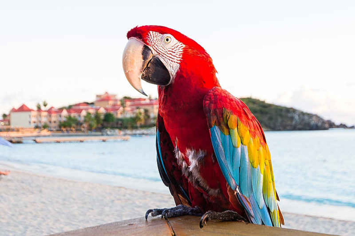 Let’s Celebrate: Local Celebrity Gizmo the Macaw turns 30! 