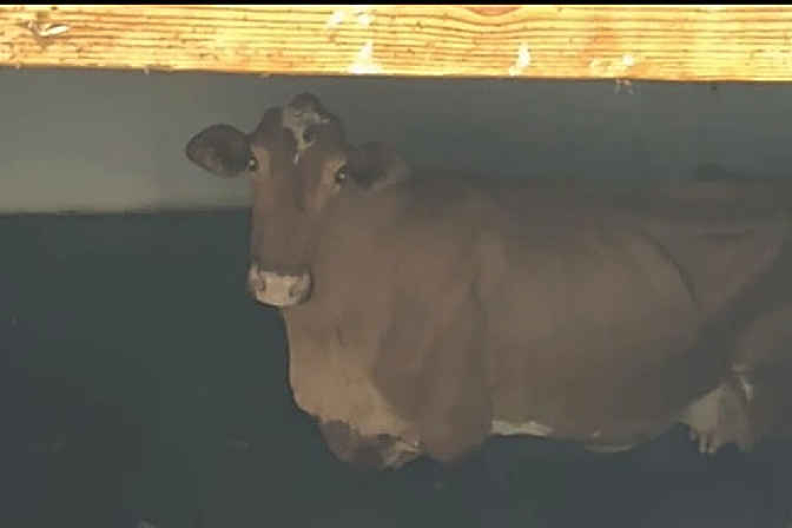 Statia cow rescued from  cistern, then butchered