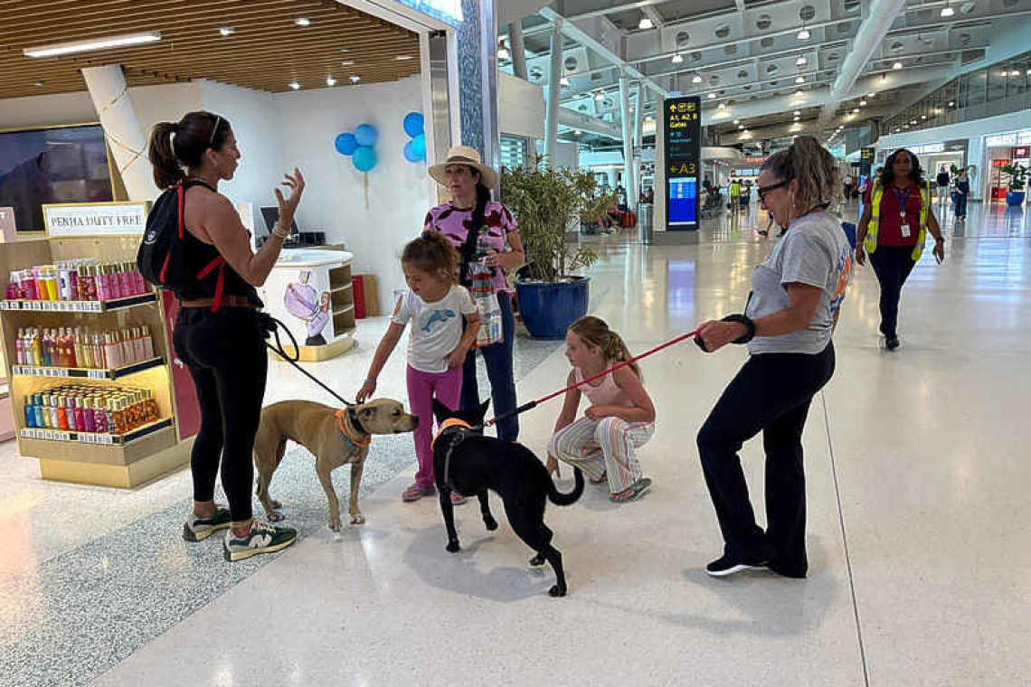 Pets at the gate: airport  welcomes adoptable dogs