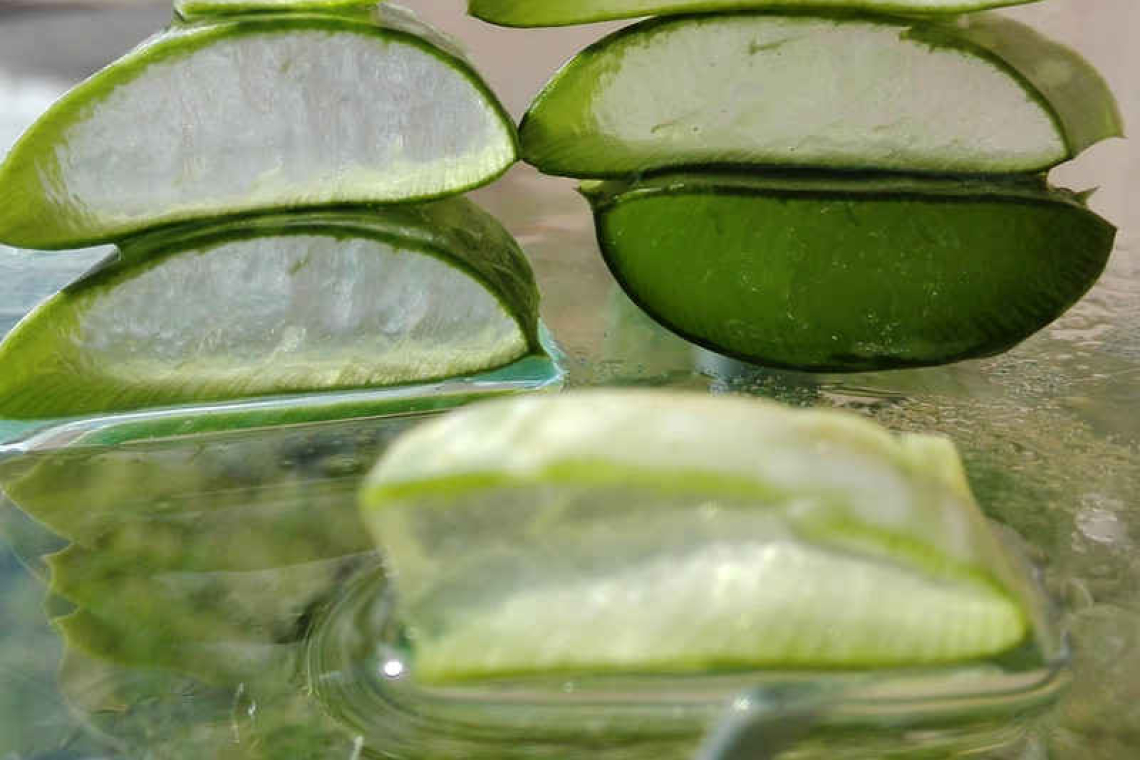 Grow yourself an aloe!