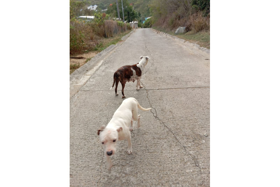 KPSM confiscates four dogs involved  in serious attack in South Reward
