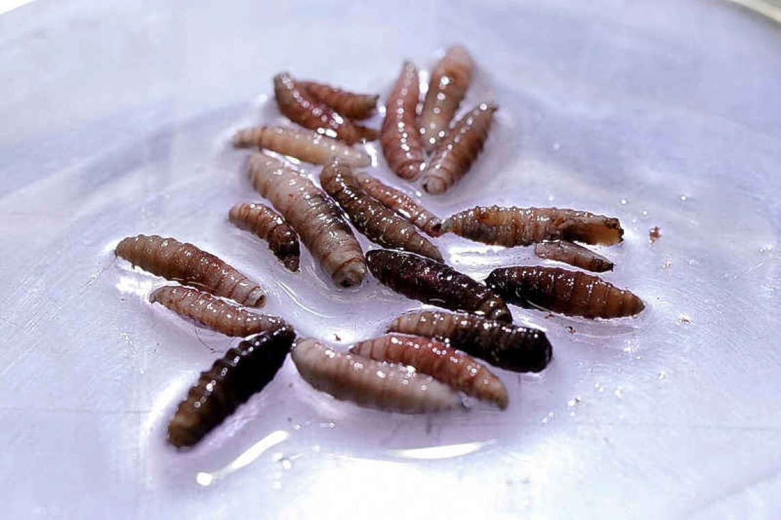 First US screwworm patient recovered, Maryland reports