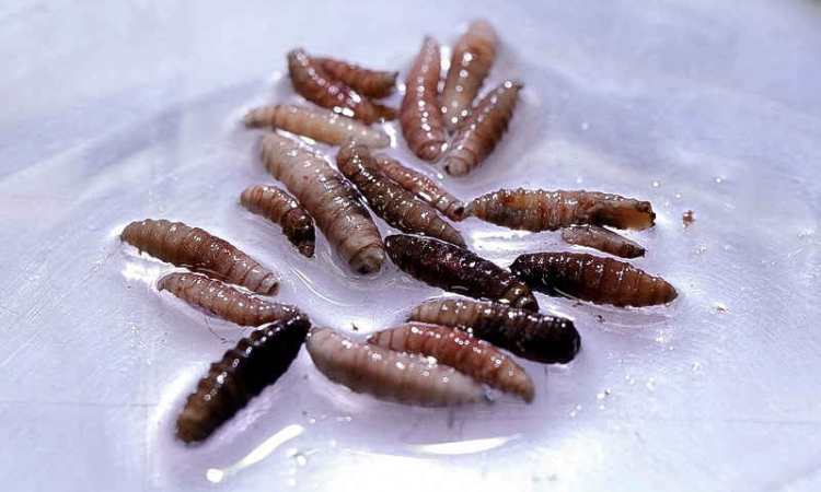 First US screwworm patient recovered, Maryland reports