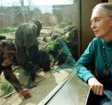 Wildlife advocate and primate expert Jane Goodall dies at 91