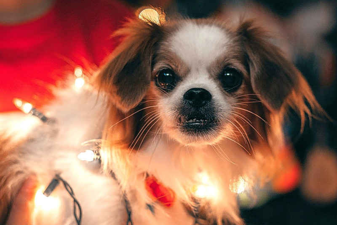 The Lighted Christmas Doggie Walk is coming!