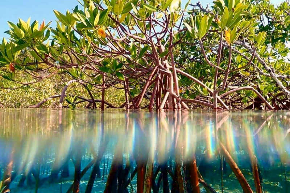 Winners announced for Seas & Scenes:  Love the Caribbean photo contest 2025