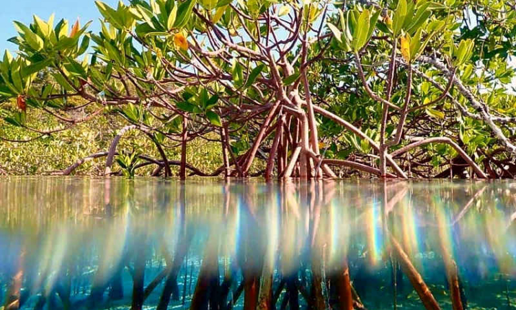 Winners announced for Seas & Scenes:  Love the Caribbean photo contest 2025