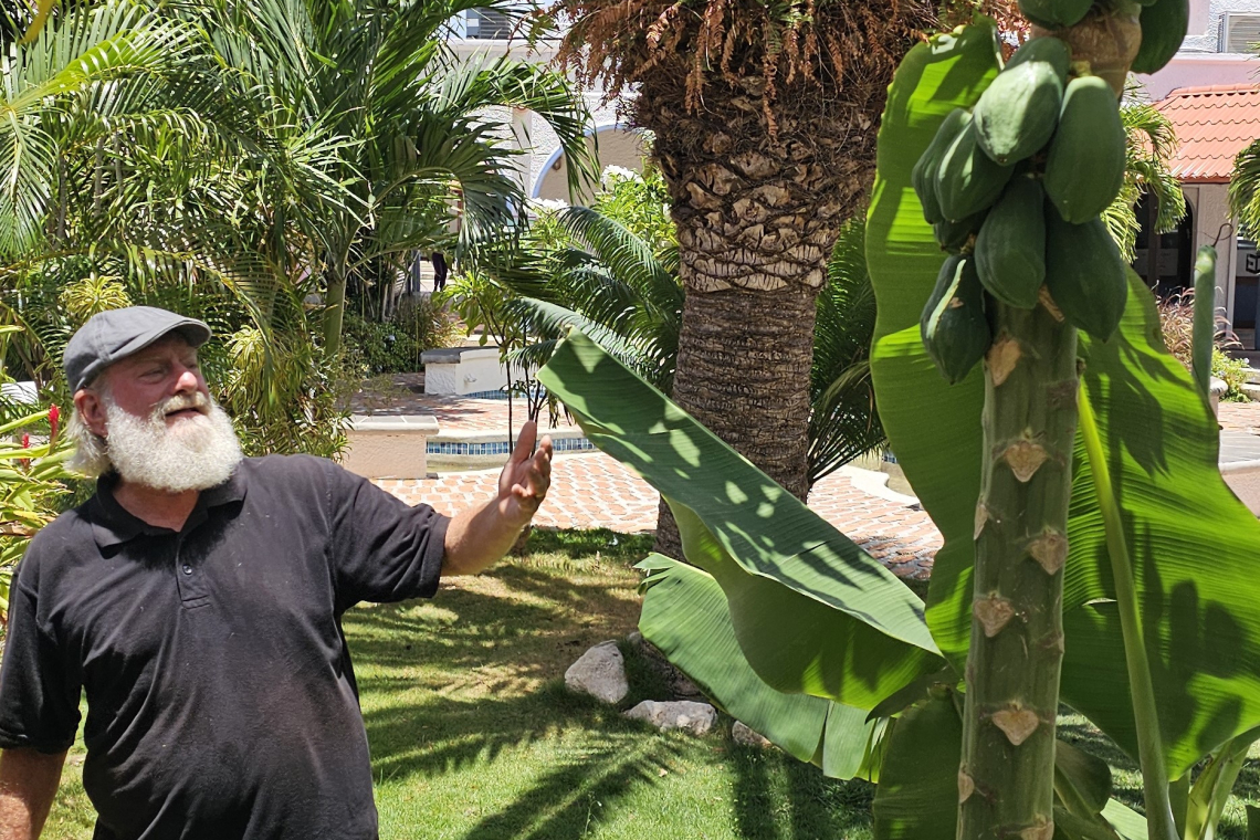 Why St. Maarten’s children need to grow up with trees