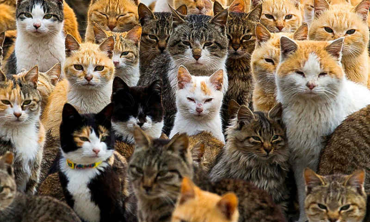 Genome study reveals milestone  in history of cat domestication