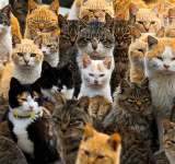 Genome study reveals milestone  in history of cat domestication