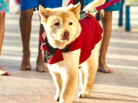 Animal Defenders St. Maarten to host Lighted Christmas Doggie Walk in Dec