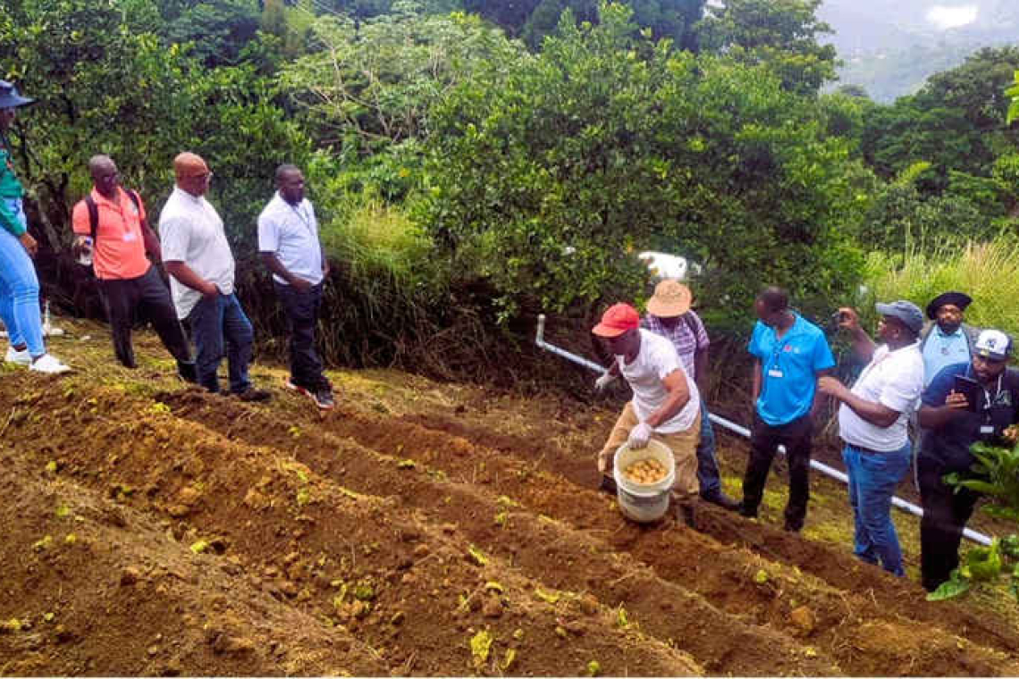     White Potato Production and Marketing gets a boost  as OECS Commission strengthens regional capacity