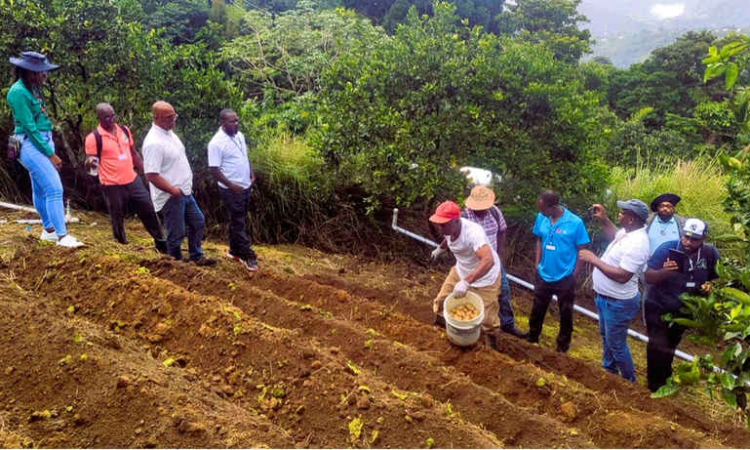    White Potato Production and Marketing gets a boost  as OECS Commission strengthens regional capacity