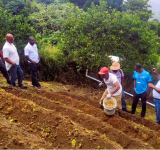     White Potato Production and Marketing gets a boost  as OECS Commission strengthens regional capacity