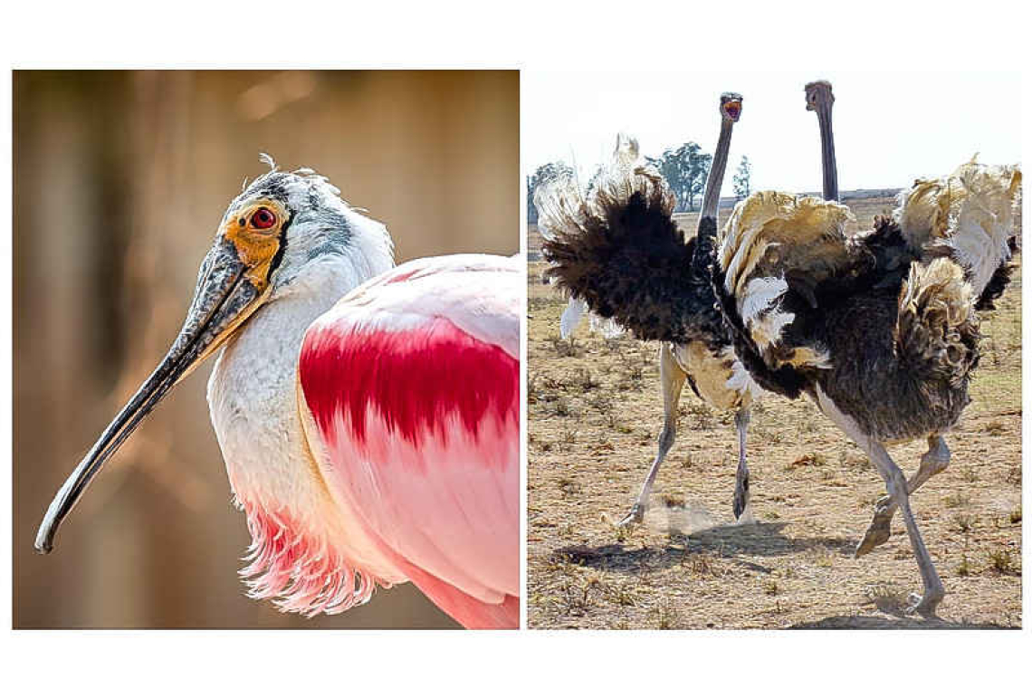 Birds are amazing: fun facts!