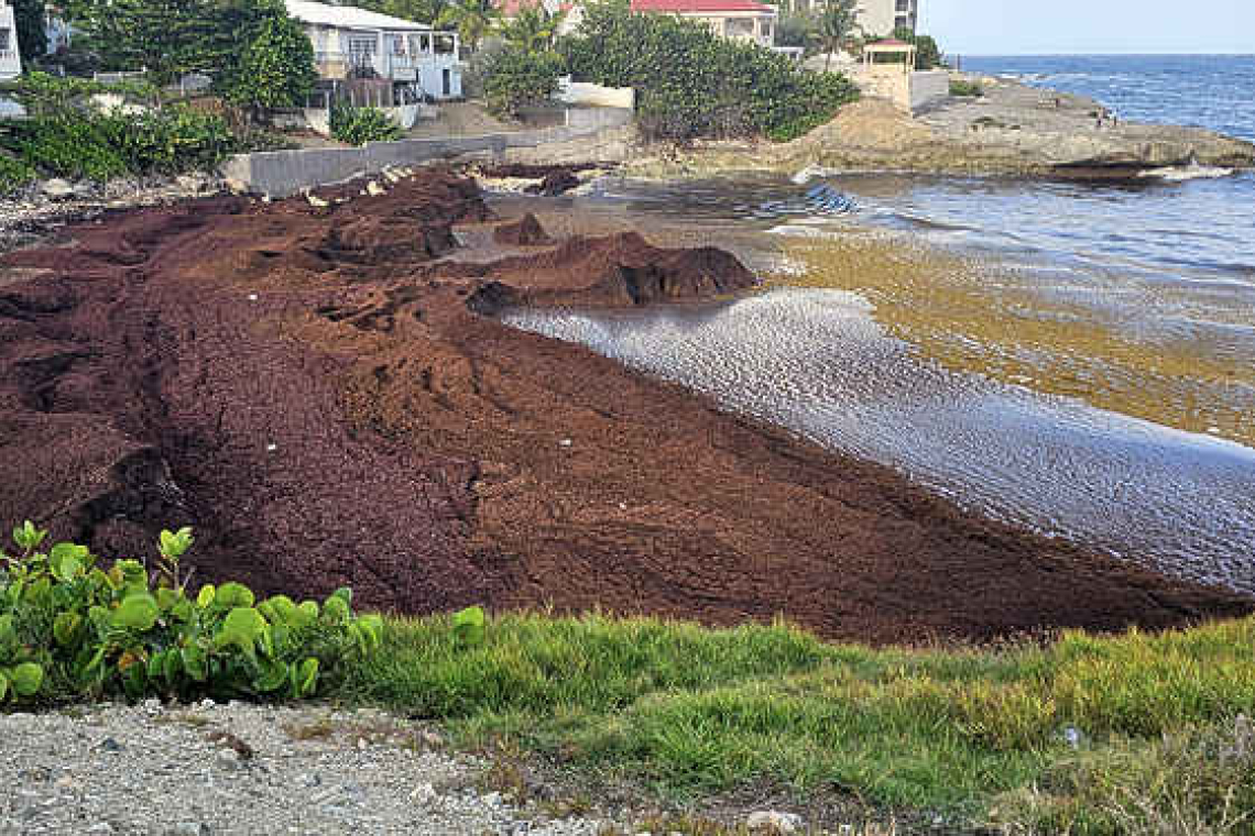 Heavy sargassum landings  expected for St. Maarten
