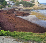Heavy sargassum landings  expected for St. Maarten