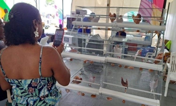       Poultry system at  Agrofes Barbados