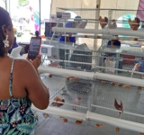       Poultry system at  Agrofes Barbados