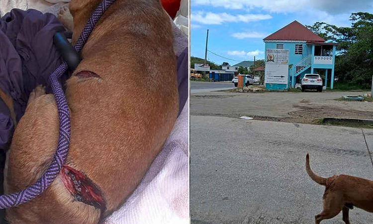 Dog brutally attacked with  machete in Dutch Quarter