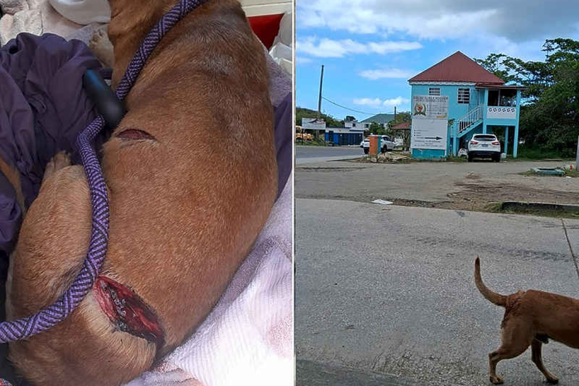 A US $500 reward offered in brutal  machete attack on Dutch Quarter dog