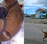 A US $500 reward offered in brutal  machete attack on Dutch Quarter dog